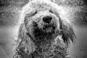 Can Goldendoodles Swim? – 5 ways to get your Goldendoodle to love the water