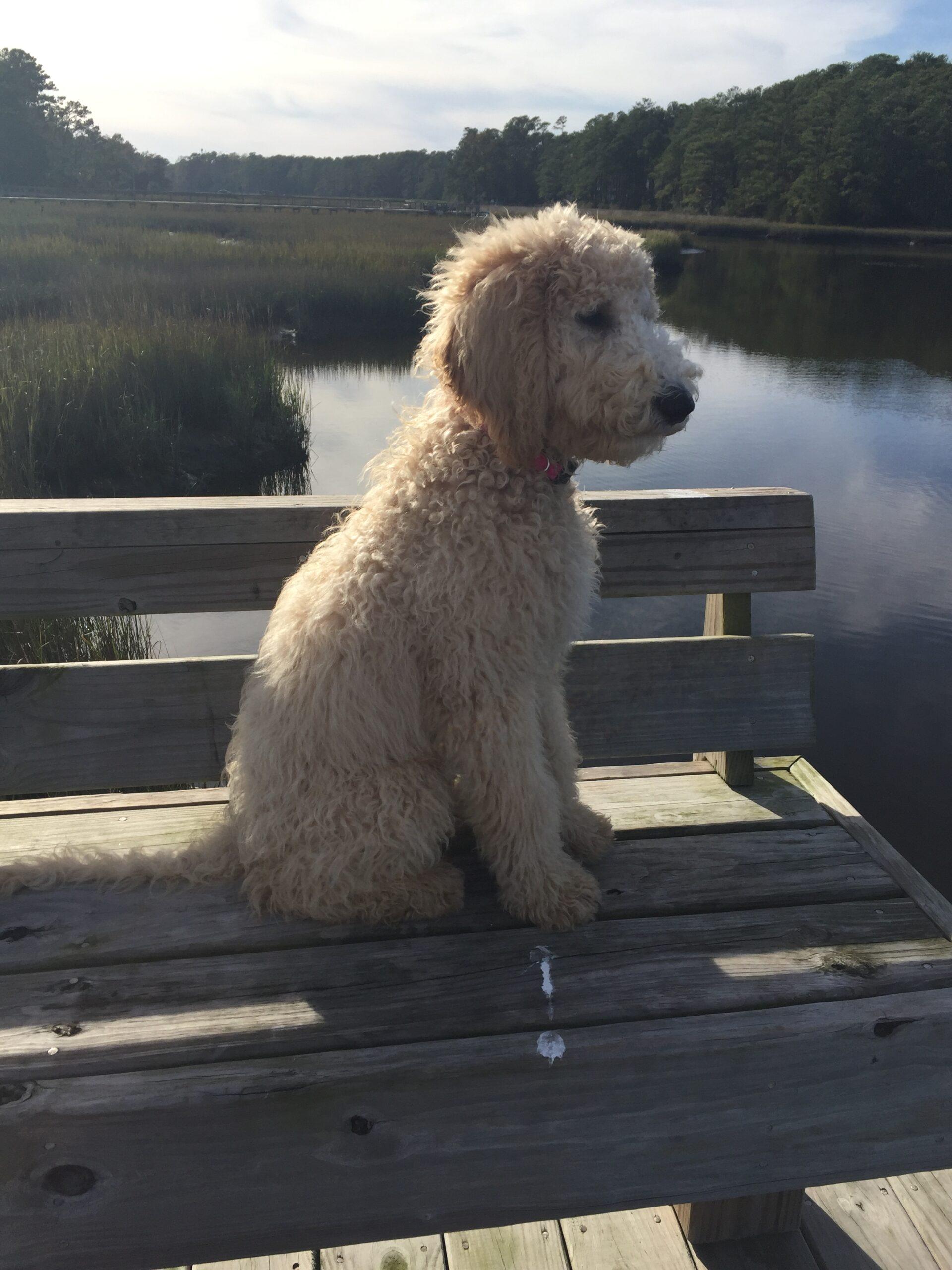 curly-goldendoodle